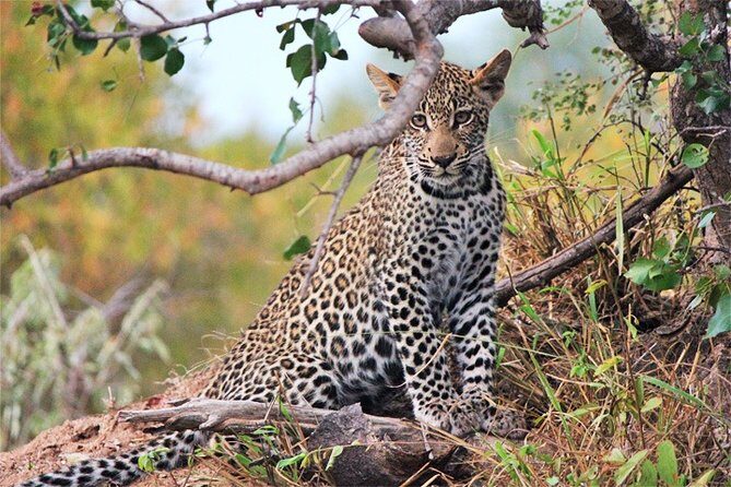 Day Trip - Tsavo East National Park ( Man Eater Lions of Tsavo & Other Big Five) - Lunch break: keep it simple and plan your budget