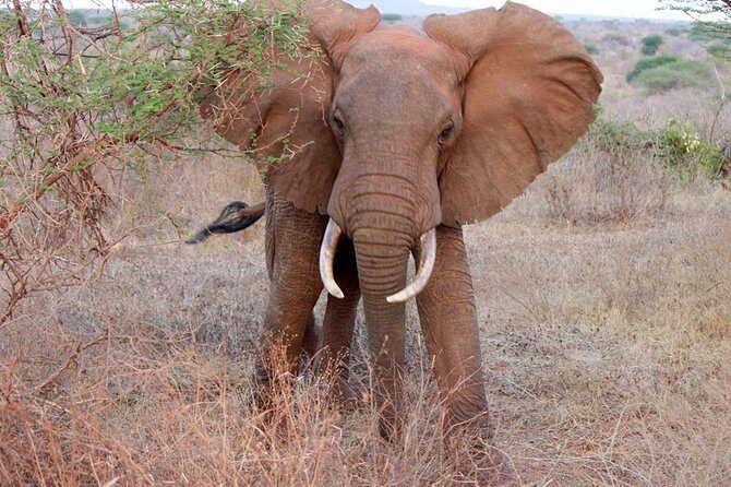 Day Trip - Tsavo East National Park ( Man Eater Lions of Tsavo & Other Big Five) - The pop-up roof vehicle: why “seeing” changes when you can look up