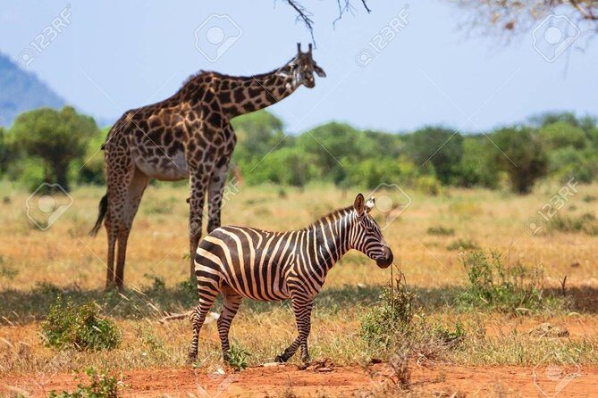 Day Trip - Tsavo East National Park ( Man Eater Lions of Tsavo & Other Big Five) - Lions, elephants, rhinos, and the real meaning of “chance”