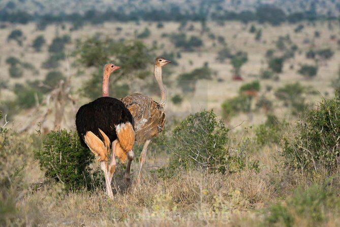 Day Trip - Tsavo East National Park ( Man Eater Lions of Tsavo & Other Big Five) - Price and value: what $200 really turns into