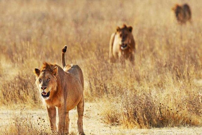Day Trip - Tsavo East National Park ( Man Eater Lions of Tsavo & Other Big Five) - Tsavo East National Park: dry country, big animals
