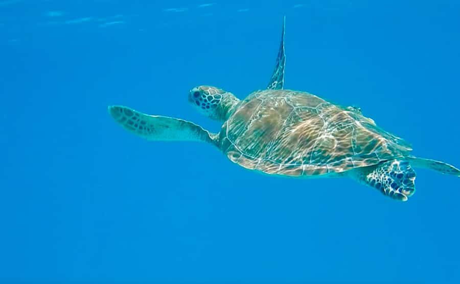 Dhow Adventure to Wasini Island & Kisite Marine Park - Key things to know before you go