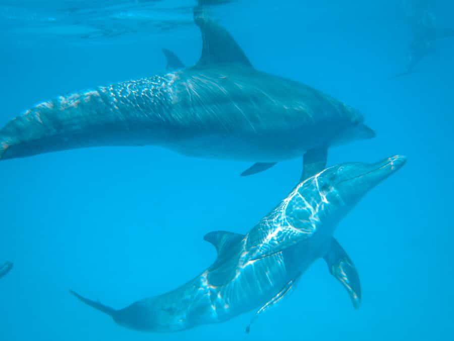 Dhow Adventure to Wasini Island & Kisite Marine Park - Dolphins at Sea: Watching First, Swimming If You’re Lucky