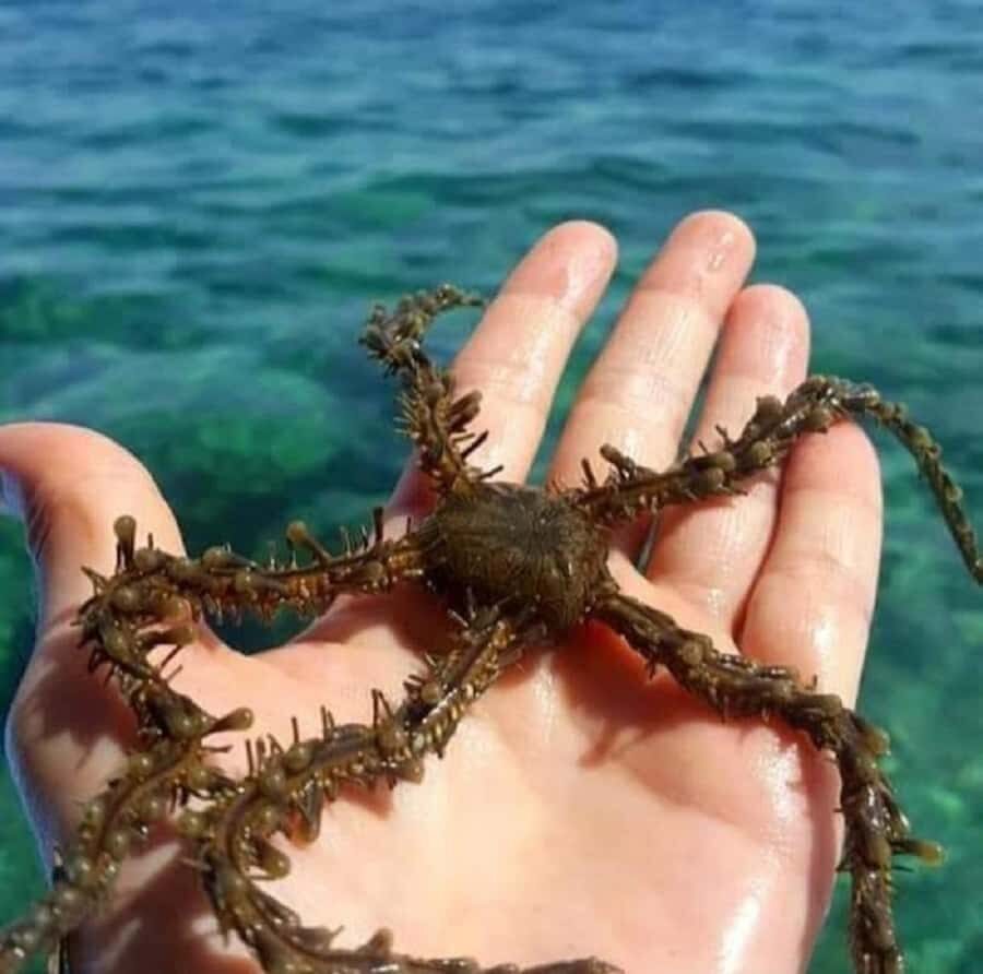 Diani Beach: Glass Boat Cruise to Robinson Island - Glass-Bottom Views of the Indian Ocean Off Diani Beach
