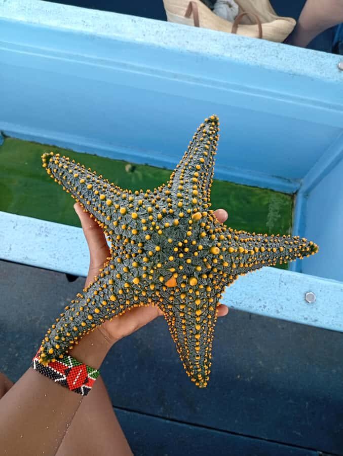 Diani Beach: Glass-Bottom Boat Cruise to Robinson Island - Who should book this tour, and who should skip it