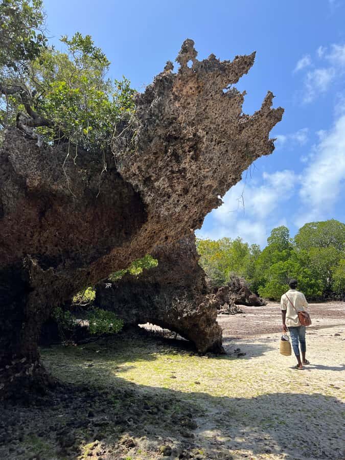 Diani Beach: Private African Pool Map Guided Tour - Snorkeling and swimming at the African Pool (about one hour)