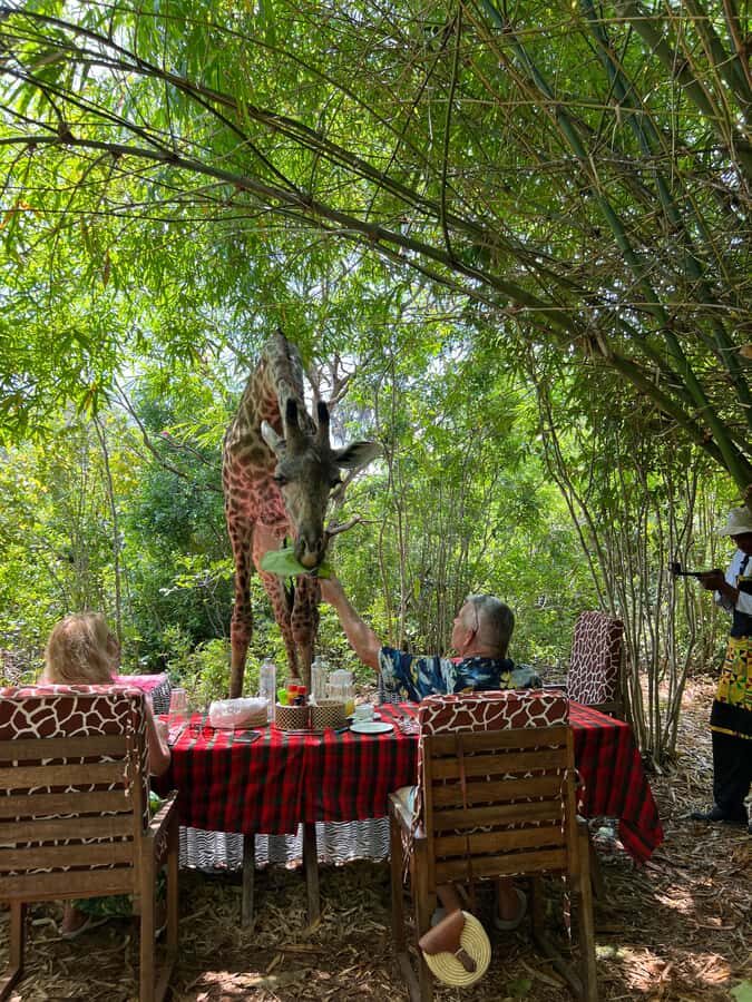 DIANI: SHARE A MEAL WITH GIRAFFES - Key highlights to look for