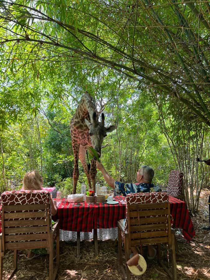 DIANI: SHARE A MEAL WITH GIRAFFES - Timing in Diani: a 4 pm pickup and a tight schedule