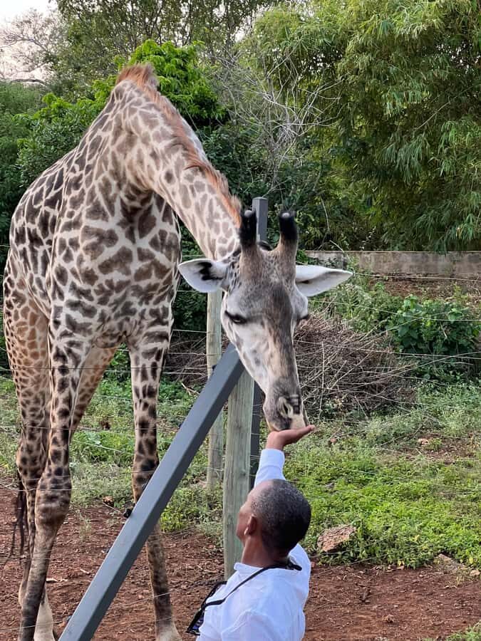 DIANI: SHARE A MEAL WITH GIRAFFES - The giraffe feeding moment: leaves, close contact, and gentle handling