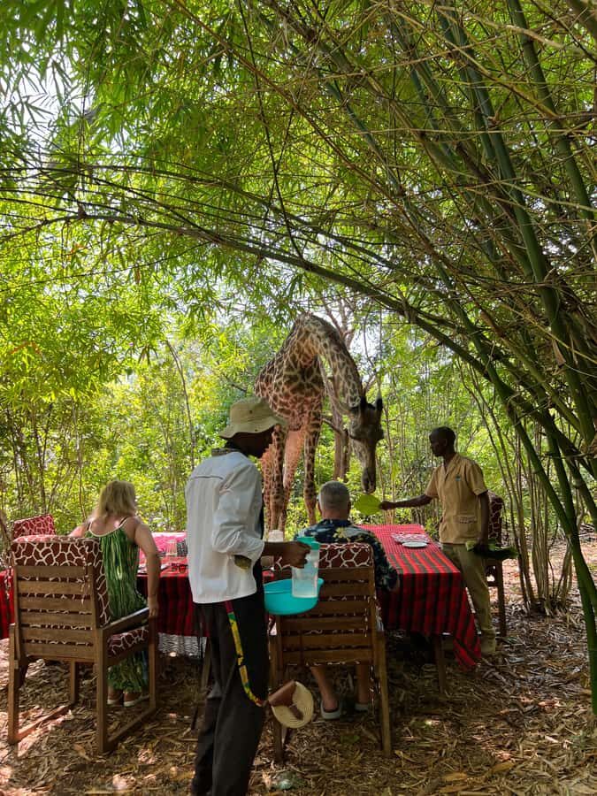 DIANI: SHARE A MEAL WITH GIRAFFES - Dining with the giraffes: 3-course meal in their habitat