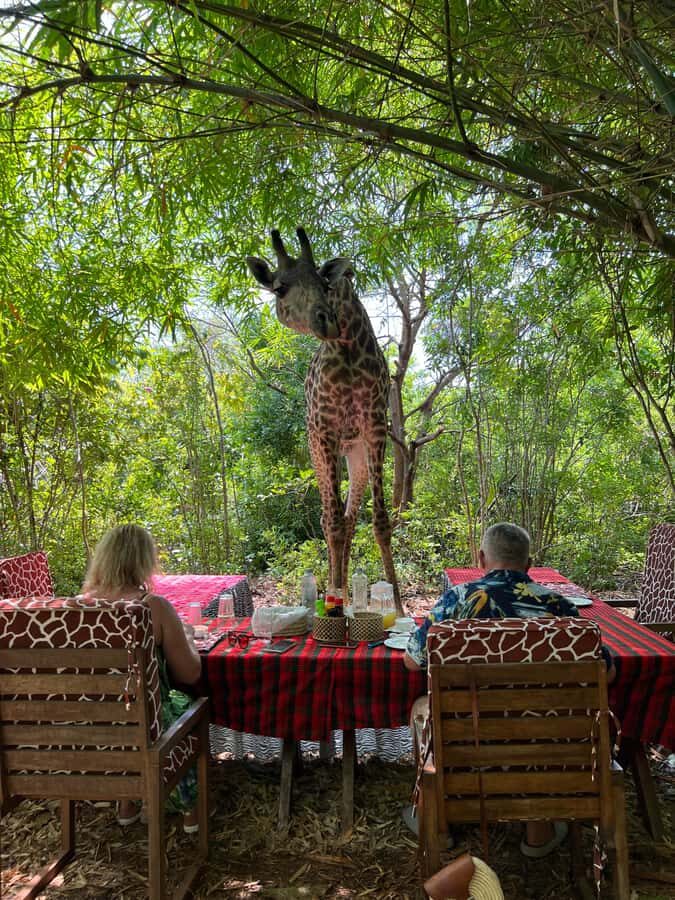 DIANI: SHARE A MEAL WITH GIRAFFES - Who should book this tour in Diani