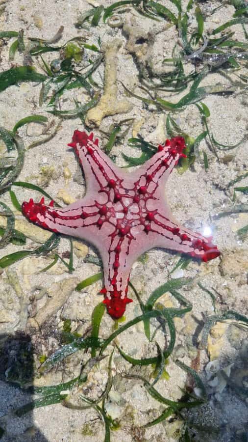 Diani: Snorkeling and Swimming at African Pool in Tiwi Beach - Coral caves snorkeling: how the route feels in real life