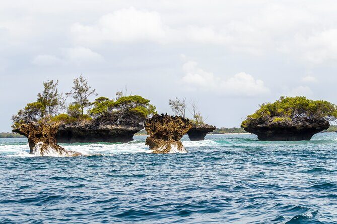 Dolphin Watch & Snorkeling at Kisite Marine Park & Wasini Island - Price and value: what $100 really covers (and what it doesn’t)