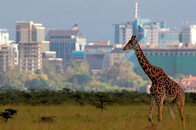 Early Morning Half Day Mini Safari To Nairobi National Park - A Fast Nairobi Safari Fix From the City