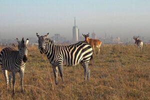 Early Morning Half Day Mini Safari To Nairobi National Park - The 6:00 am Pickup: Why Morning Drives Matter