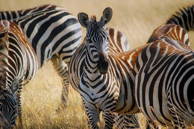 Early Morning Half Day Mini Safari To Nairobi National Park - Safari Vehicle Details That Actually Affect Your Photos