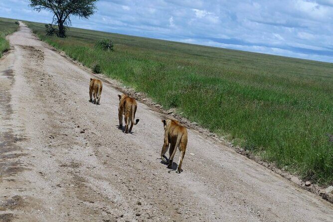 Early Morning Half Day Mini Safari To Nairobi National Park - What’s Included (and What You’ll Need to Plan For)
