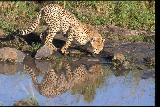 Early Morning Half Day Mini Safari To Nairobi National Park - Your Guide Experience: The Human Factor in Wildlife Viewing