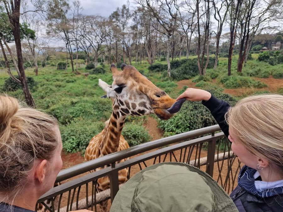 Elephant Orphanage and Giraffe Center Tour with Options - Key highlights in plain terms