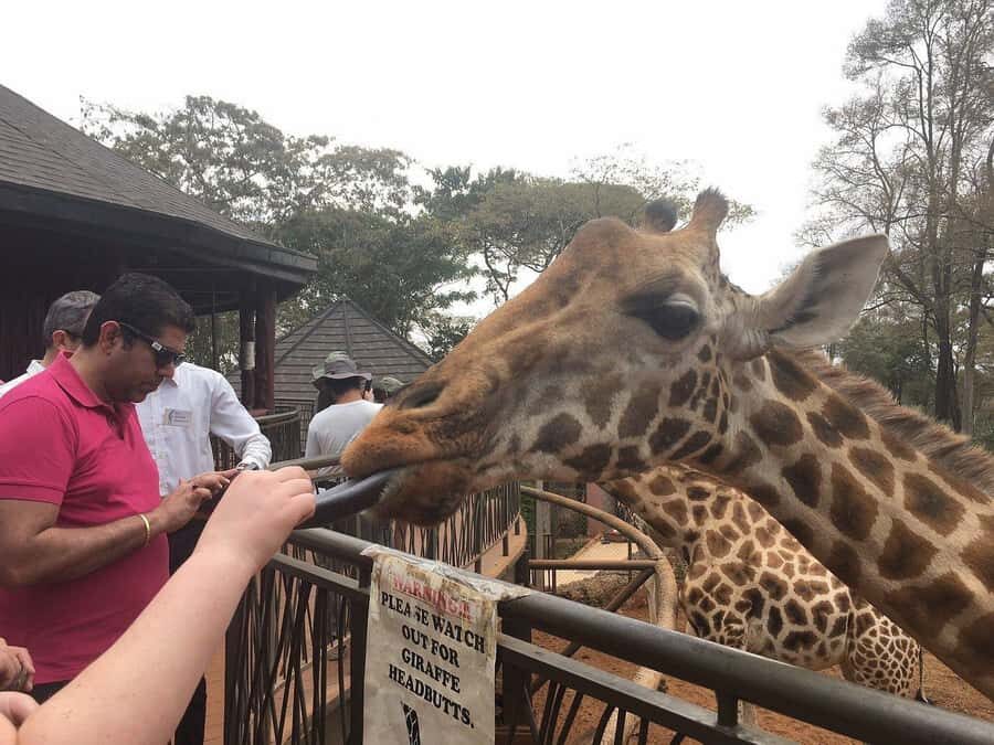 Elephant Orphanage and Giraffe Center Tour with Options - Nairobi in One Big Day: What a 6–8 Hour Mix Really Gives You