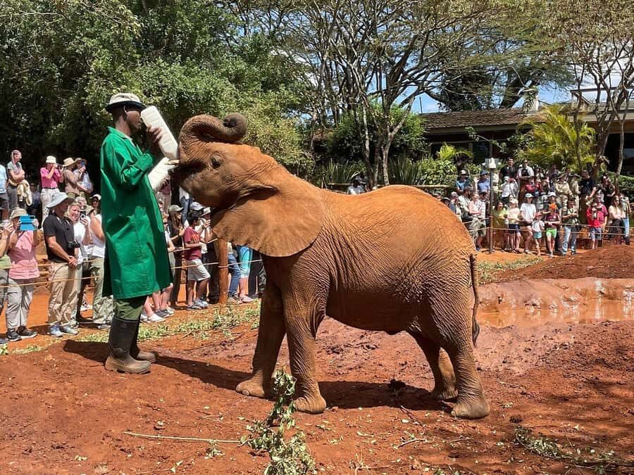 Elephant Orphanage and Giraffe Center Tour with Options - David Sheldrick Elephant Orphanage: The Age-Based Milk Bottles Are the Whole Story