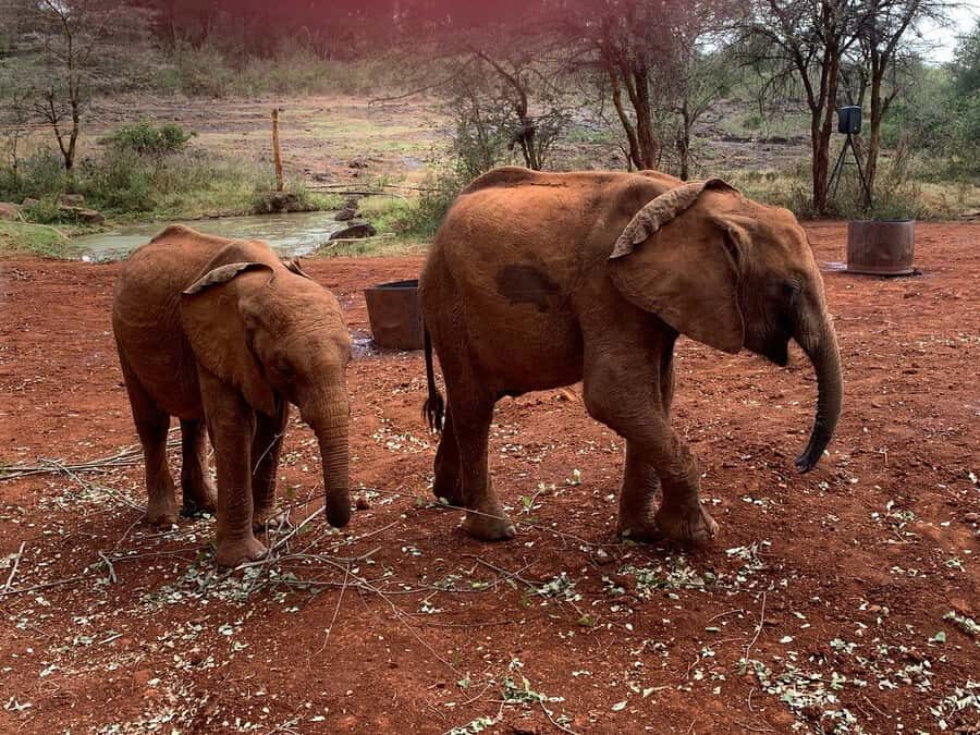 Elephant Orphanage and Giraffe Center Tour with Options - Price and Logistics: How the USD 35 Tour Becomes a Real Budget