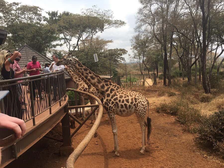 Elephant Orphanage and Giraffe Center Tour with Options - Who Should Book This Tour (and Who Might Prefer Something Else)