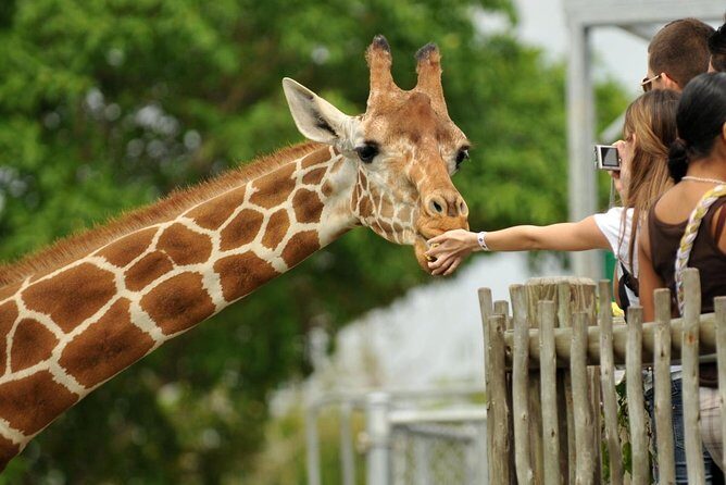Elephant Orphanage, Giraffe Centre& optional Nairobi NationalPark - Key things to know before you go