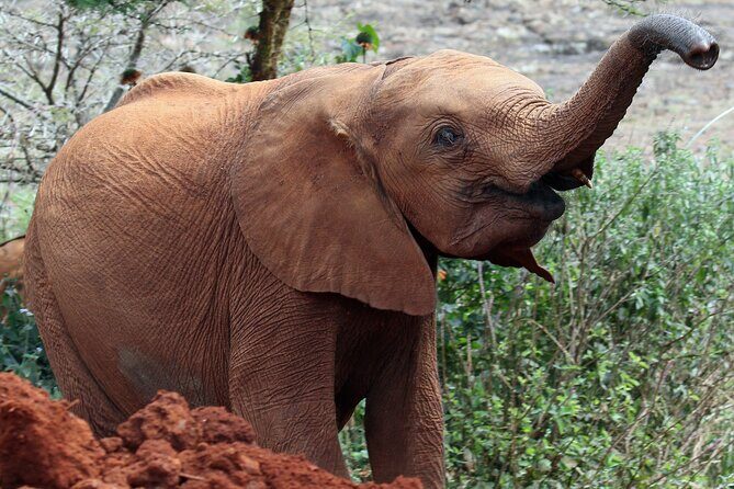Elephant Orphanage, Giraffe Centre& optional Nairobi NationalPark - Giraffe Centre: Your up-close moment with Rothschild giraffes