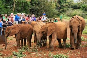 Elephant Orphanage, Giraffe Centre& optional Nairobi NationalPark - Sheldrick Wildlife Trust: Why the milk-feeding moments stick with you