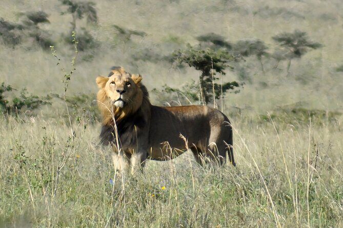Elephant Orphanage, Giraffe Centre& optional Nairobi NationalPark - Optional Nairobi National Park: Big animals, skyline views, and extra baby-elephant time