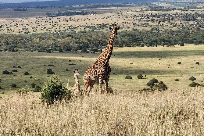 Elephant Orphanage, Giraffe Centre& optional Nairobi NationalPark - How the timing feels: A full day with the right structure