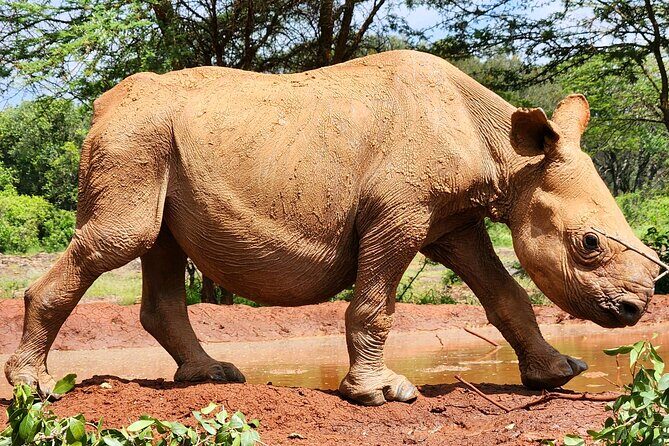 Elephant Orphanage, Giraffe Centre& optional Nairobi NationalPark - Quick tips to get the best day