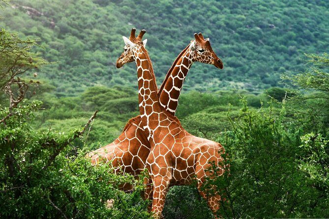 Elephant Orphanage & Giraffe Centre Tour - Kazuri Beads / Kobe Beads: a craft stop with real community impact
