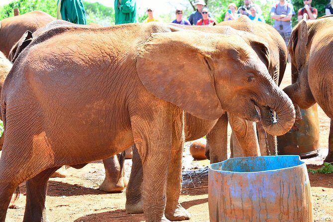 Elephant Orphanage & Giraffe Centre Tour - Timing tips: how to get the most out of the scheduled elephant hour