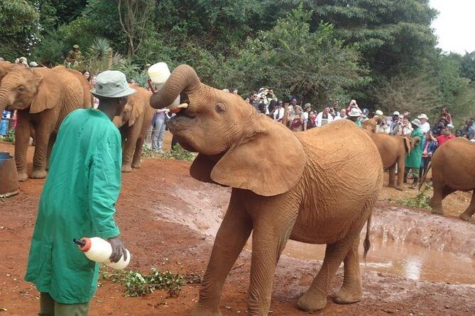 Elephant Orphanage & Giraffe Centre Tour - Giraffe Centre: hand-feeding Rothschild giraffes, safely and on purpose
