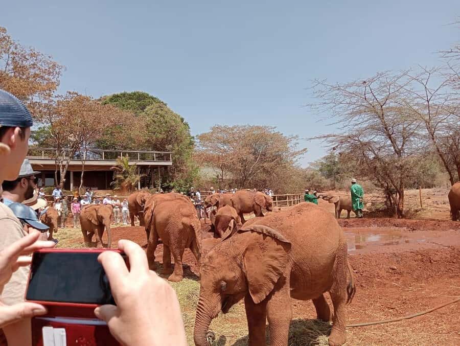 Elephant Orphanage,Giraffe Center&Karen Blixxen Day TripTour - Key Highlights at a Glance