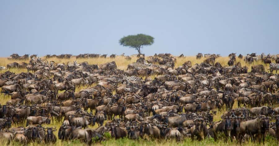 Elephant Orphanage,Giraffe Center&Karen Blixxen Day TripTour - Price and Logistics: What You’ll Actually Pay