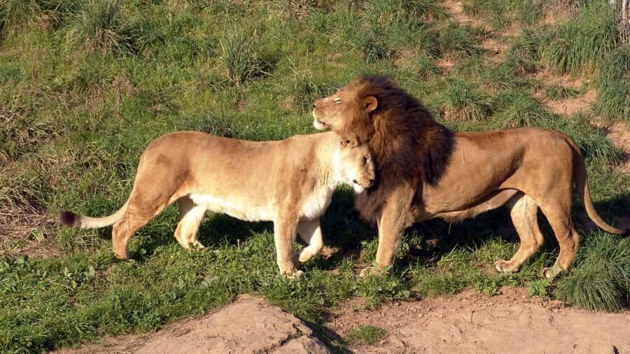 Elephant Orphanage,Giraffe Center&Karen Blixxen Day TripTour - Who This Trip Fits Best (and Who Might Prefer Something Else)