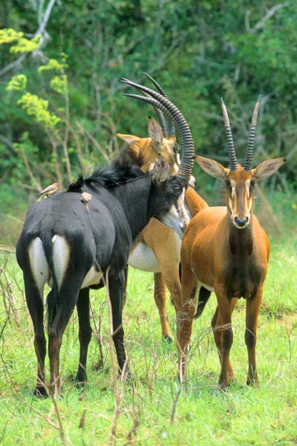 From Diani: Full Day Shimba hills tour with Sheldrick Falls - Game drive timing (8–10 AM): spotting sable antelope and reading birdlife