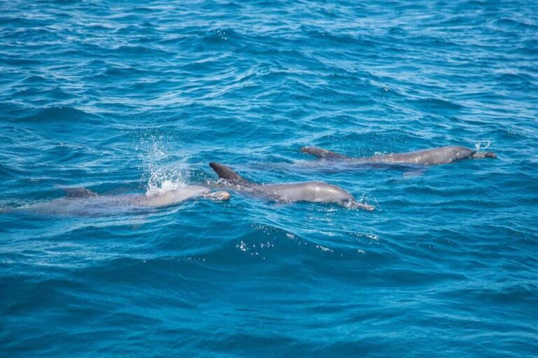 From Mombasa: Kisite Mpunguti Marine Park and Wasini Island - Getting to Shimoni: the early start from Mombasa hotels