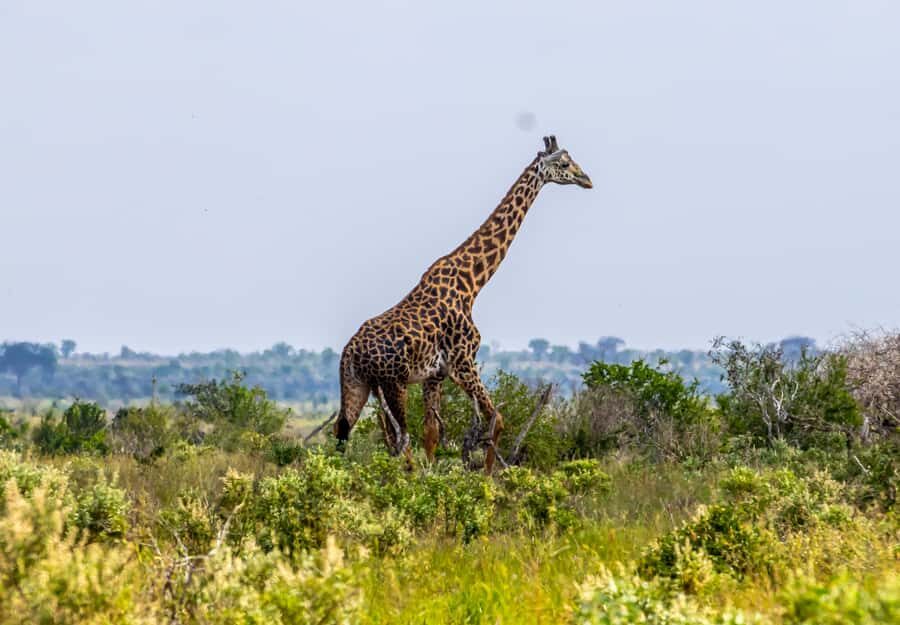 From Mombasa/Mtwapa/Diani/Tiwi: Tsavo East Full-Day Safari - Key things that make this safari worth your time