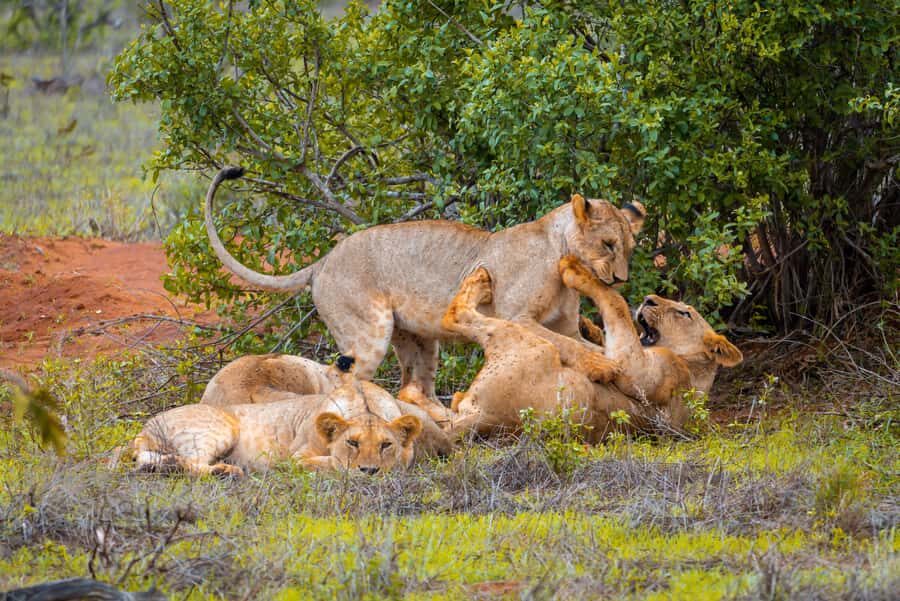 From Mombasa/Mtwapa/Diani/Tiwi: Tsavo East Full-Day Safari - Getting From the Coast to Tsavo East: Time, Heat, and Why It Matters