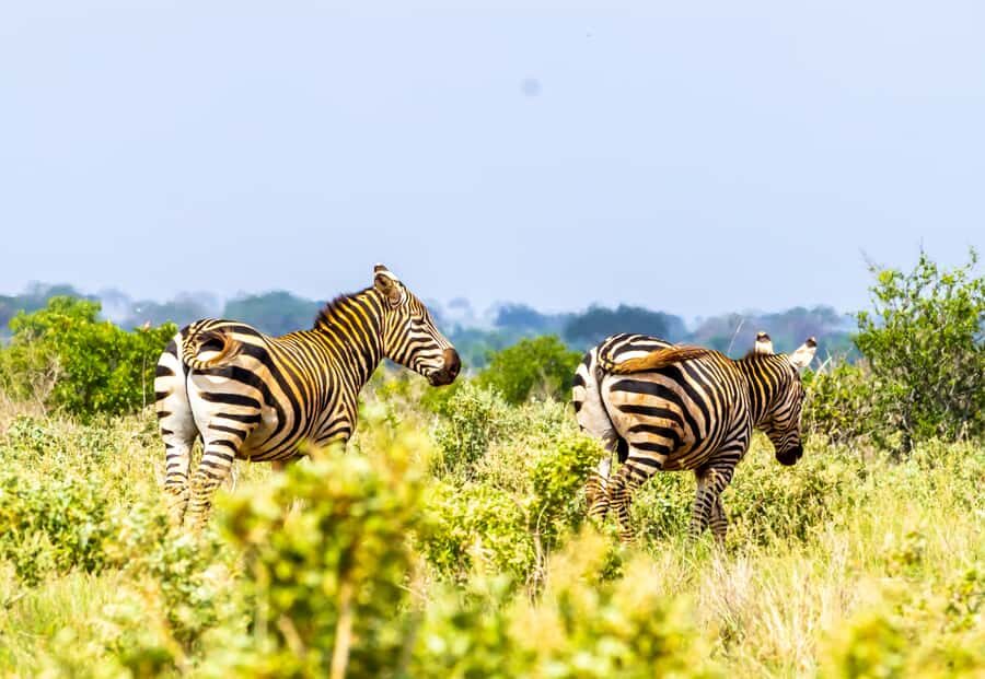 From Mombasa/Mtwapa/Diani/Tiwi: Tsavo East Full-Day Safari - The Breakfast Stop Before Park Entry: A Quick Reset