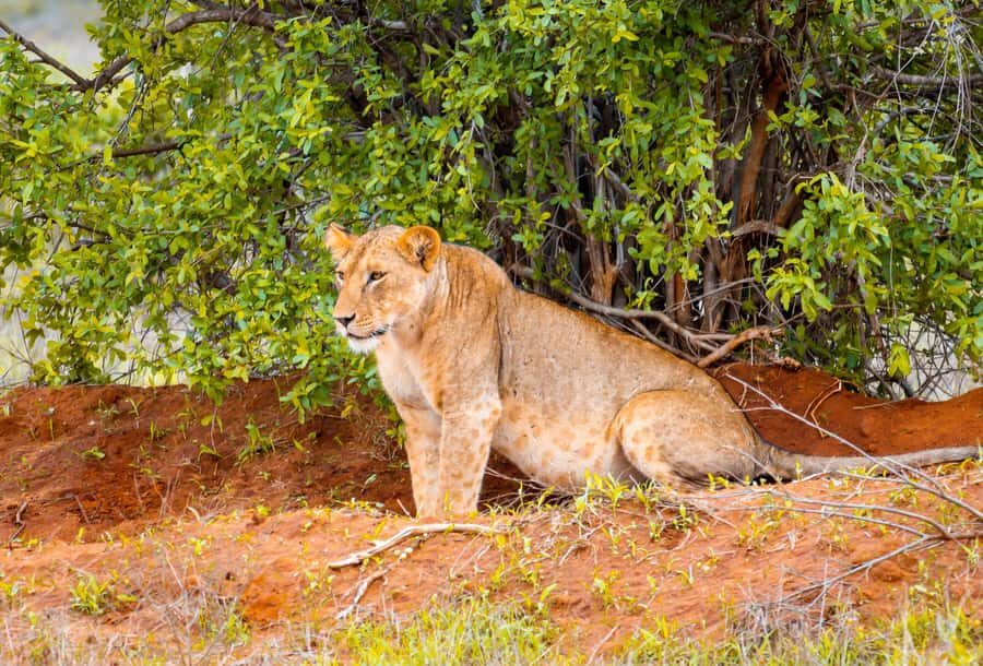 From Mombasa/Mtwapa/Diani/Tiwi: Tsavo East Full-Day Safari - First Game Drive Session: Your Best Shot at Big Wildlife