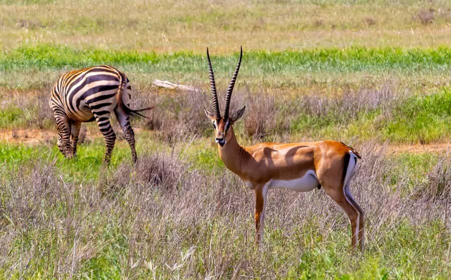 From Mombasa/Mtwapa/Diani/Tiwi: Tsavo East Full-Day Safari - Guided Notes That Make You See More: Musa, Juma, Beka Style