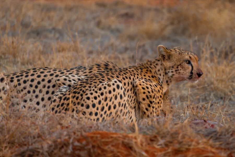 From Mombasa/Mtwapa/Diani/Tiwi: Tsavo East Full-Day Safari - Lunch Break: Refuel in the Middle of the Day