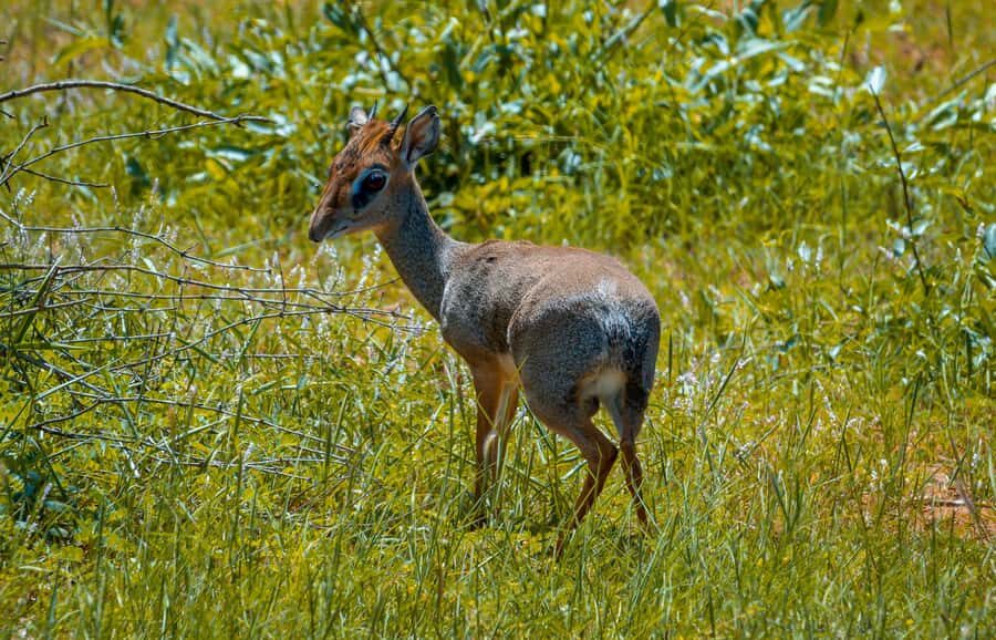 From Mombasa/Mtwapa/Diani/Tiwi: Tsavo East Full-Day Safari - Second Game Drive Session: Shorter, but Often Productive
