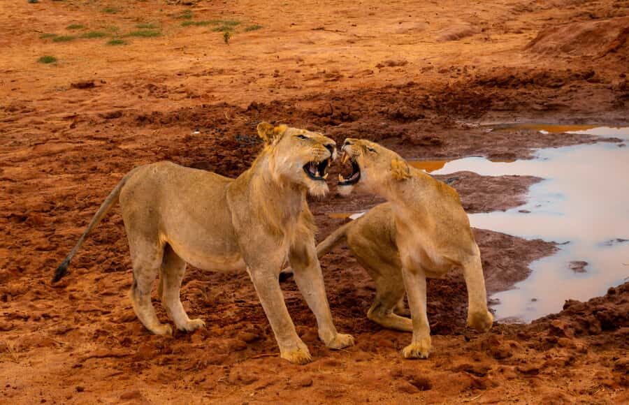 From Mombasa/Mtwapa/Diani/Tiwi: Tsavo East Full-Day Safari - Pickup in Mombasa/Shanzu/Mtwapa/Diani/Tiwi: Don’t Be Late