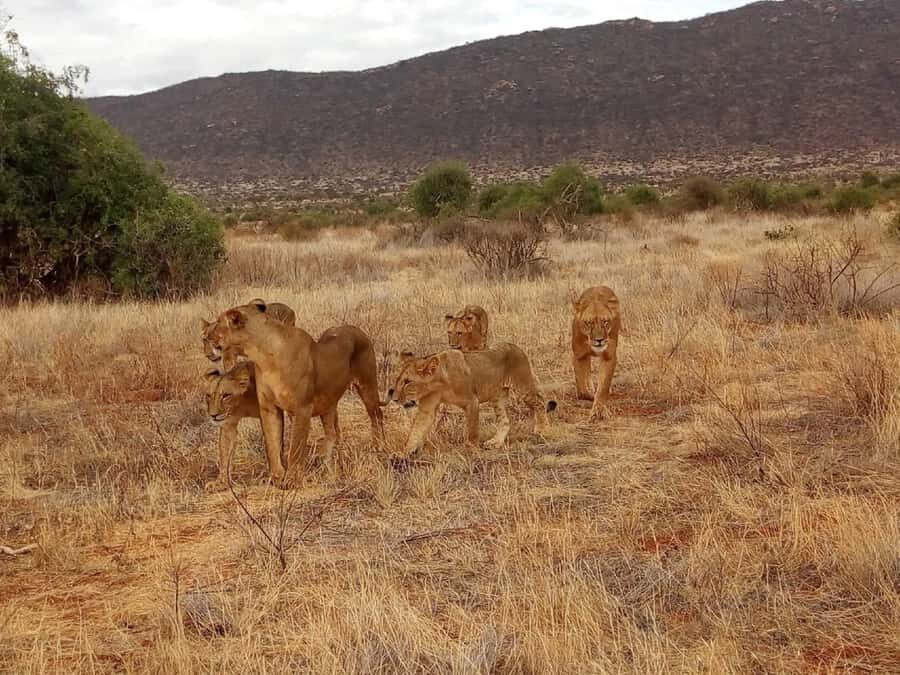 From Mombasa: Tsavo National Park Full-Day Group Trip - Key takeaways before you go